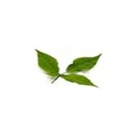 Gymnema Extract