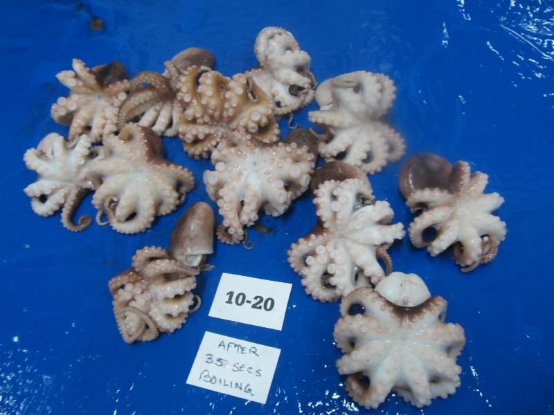 Frozen Octopus Whole 01