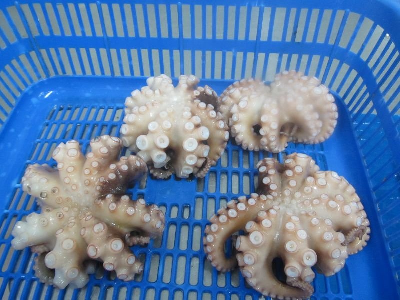 Frozen Octopus Whole 02