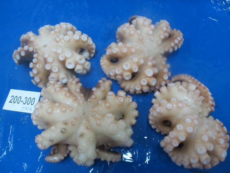 Frozen Octopus Whole 03