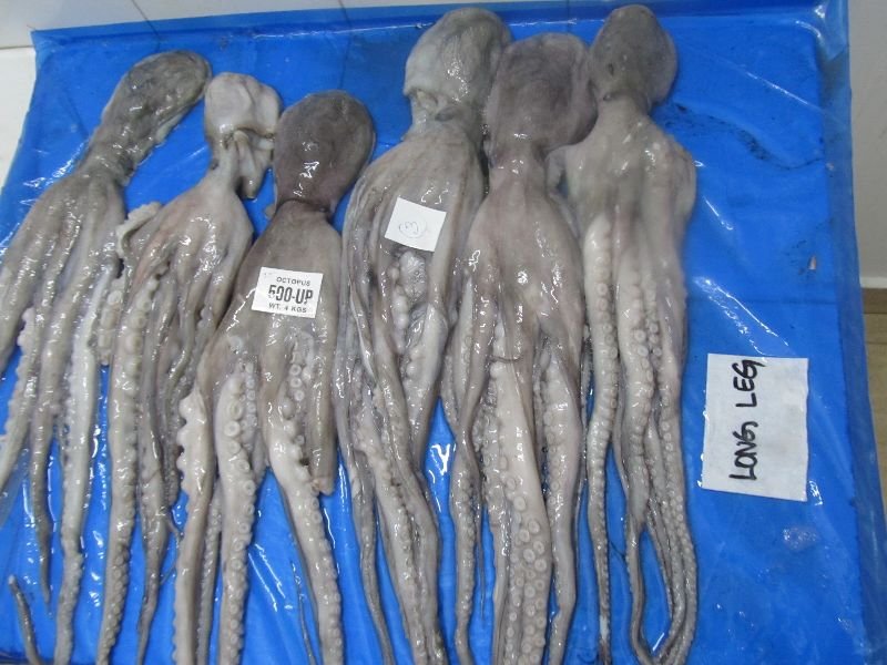 Frozen Octopus Whole 04