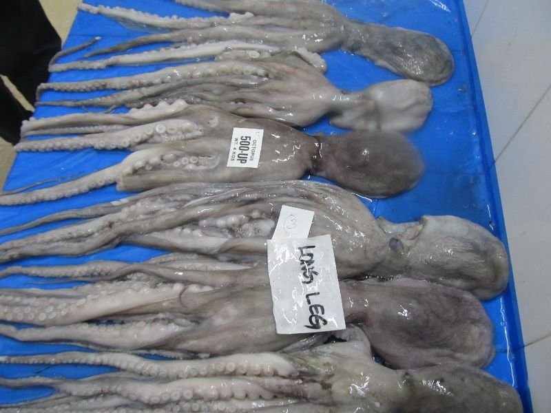 Frozen Octopus Whole 05