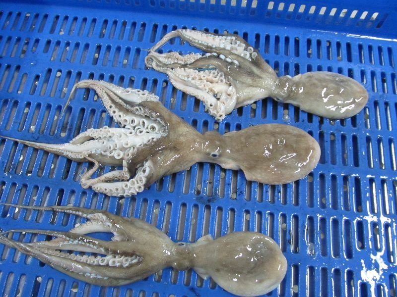 Frozen Octopus Whole 06