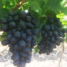 Fresh Sharad Grapes