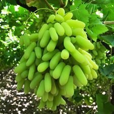 Fresh Super Sonaka Grapes