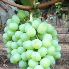 Fresh Thompson Grapes