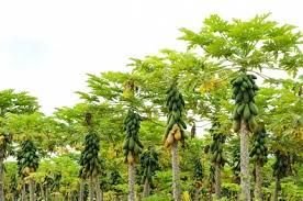 Papaya