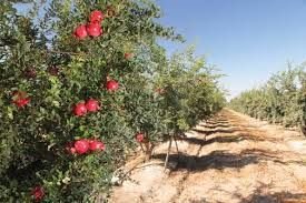 Pomegranate
