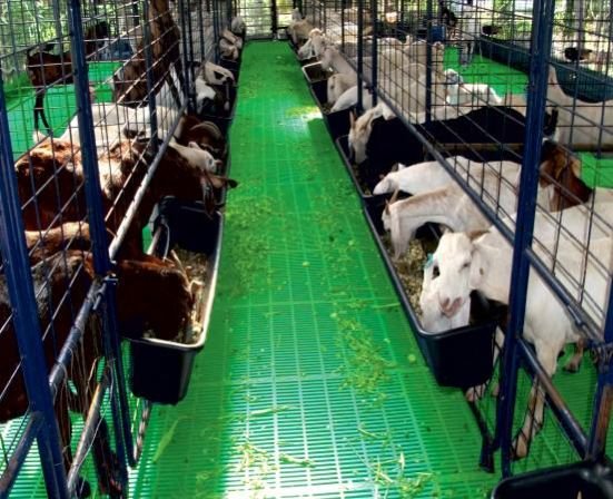 PP Floor Elevated Goat Shed Construction Services 02
