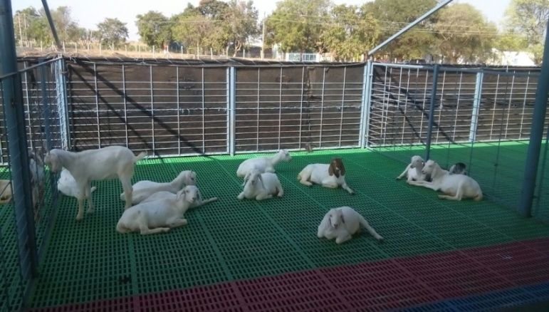 PP Floor Elevated Goat Shed Construction Services 03