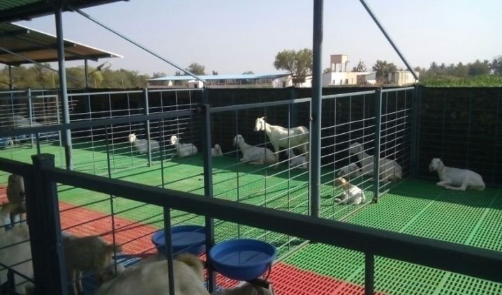 PP Floor Elevated Goat Shed Construction Services 04
