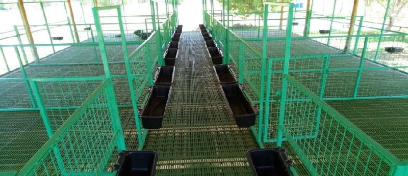 PP Floor Elevated Goat Shed Construction Services 05