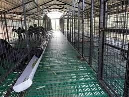 PP Floor Elevated Goat Shed Construction Services 07