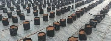 Coco Peat Grow Bag 02