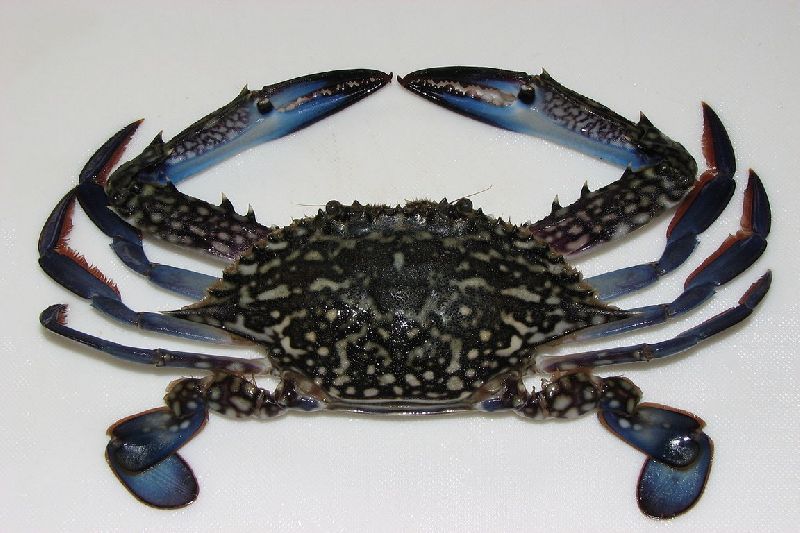 Fresh Crab 01