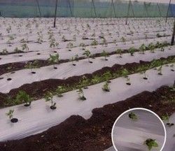 Compostale Mulch Films 01