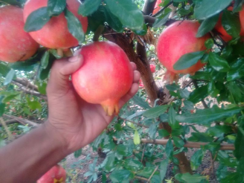 Fresh Pomegranates 02