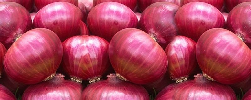 Onion
