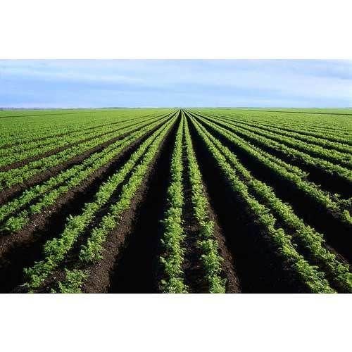 Business Plan Farmer Consultancy Service