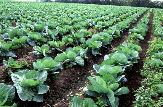 How to Cultivate the Seed Farmer Consultancy Service