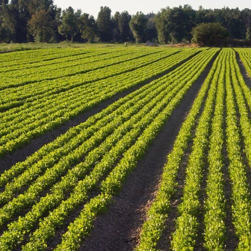 Marketing Strategy Farmer Consultancy Service