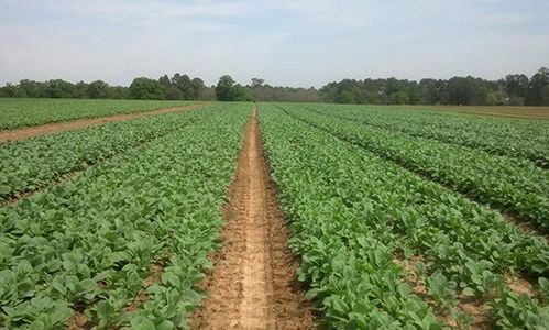 Material Used Farmer Consultancy Service