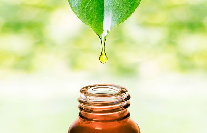 Neem Kernel Oil 01