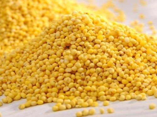Yellow Millets