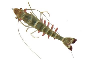 Black Tiger Shrimp Seed 01