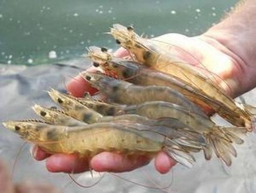 Black Tiger Shrimp Seed 02