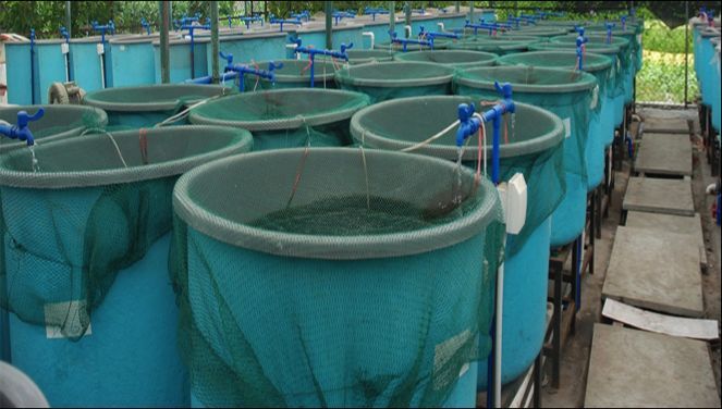 Aquaculture Shade Net 01