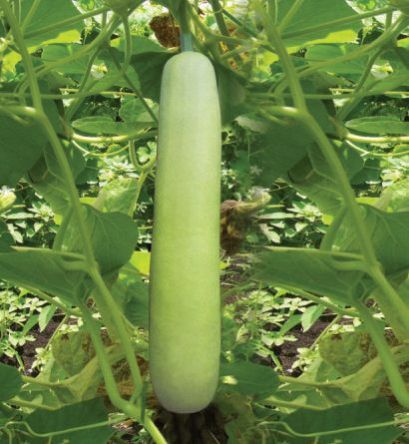 Fresh Bottle Gourd 01