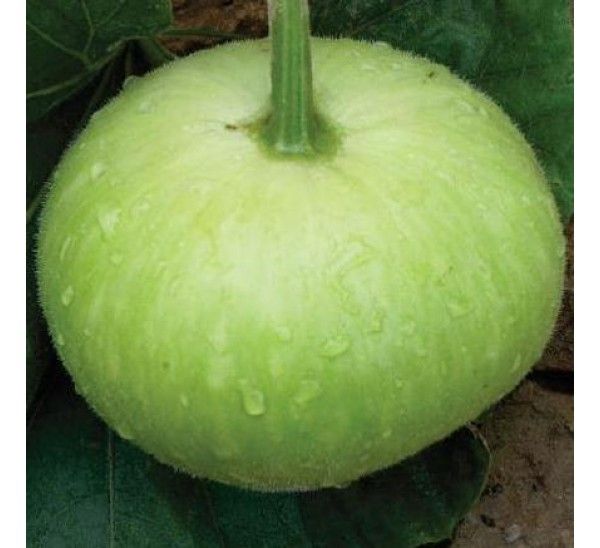 Fresh Bottle Gourd 02