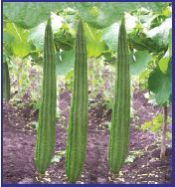 Fresh Ridge Gourd 02