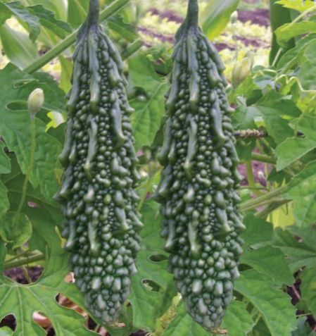 Green Bitter Gourd