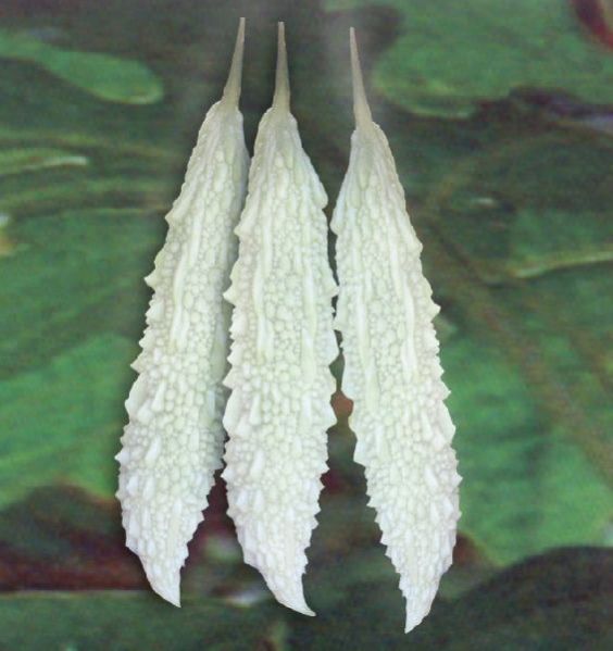 White Bitter Gourd