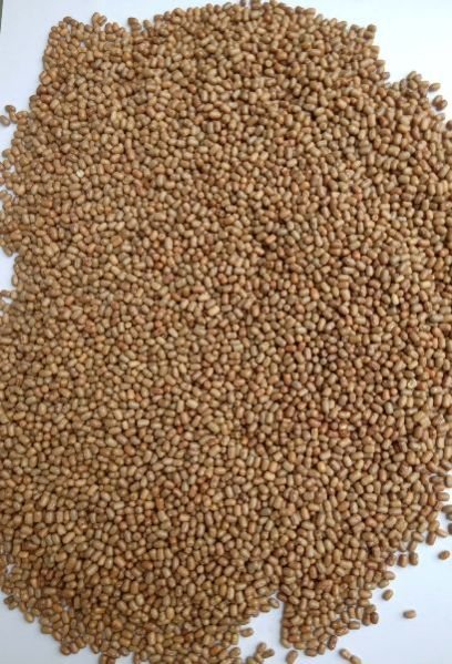 Moth (Matki) Bold Beans