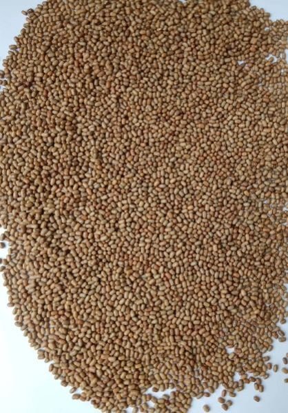 Moth (Matki) Medium Beans