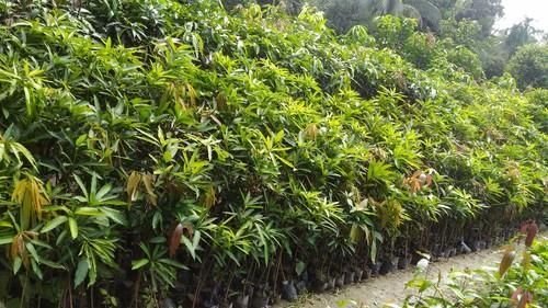 Badami Mango Plant (Rs. 25 / 1 Piece)