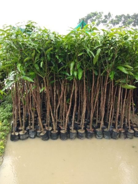 Badami Mango Plant (Rs. 40 / 1 Piece)