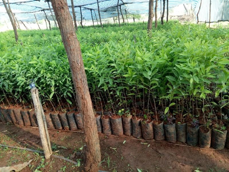 Melia Dubia Plant (Rs. 7 / 1 Piece)