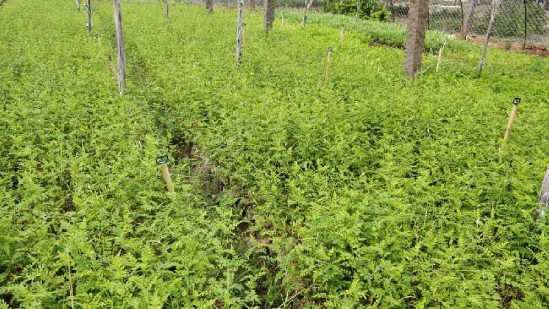 Melia Dubia Plant (Rs. 8 / 1 Piece)