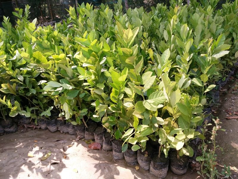 Seedless Lemon Plant (Rs. 17 / 1 Piece(s))