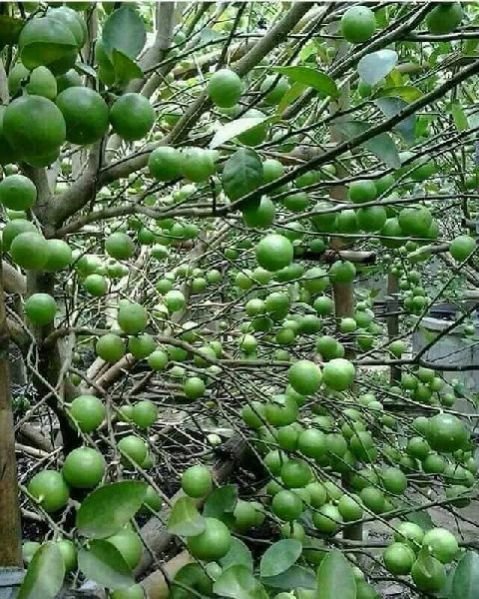 Seedless Lemon Plant (Rs. 20 / 1 Piece(s))