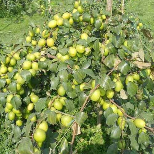 Thai Apple Ber Plant  01