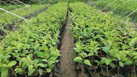 Thai Apple Ber Plant 02