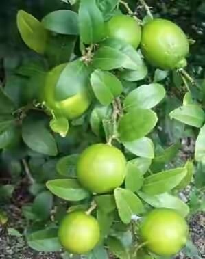 Thai Lemon Plant (Rs. 12 / 1 Piece(s))