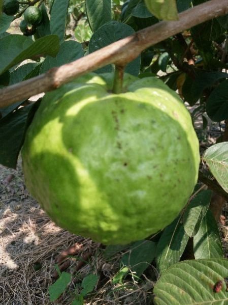 VNR Guava Plants 01