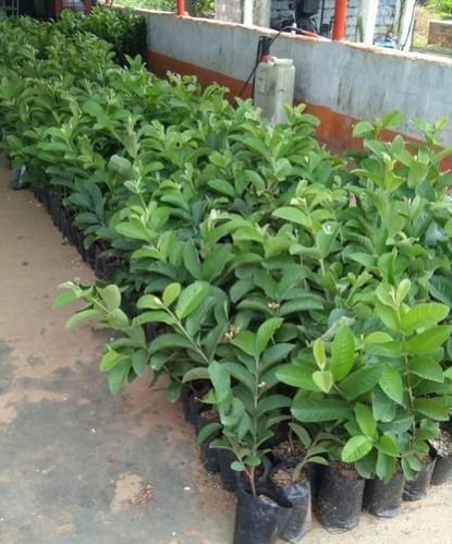 VNR Guava Plants 02
