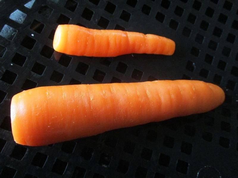 Carrots 03